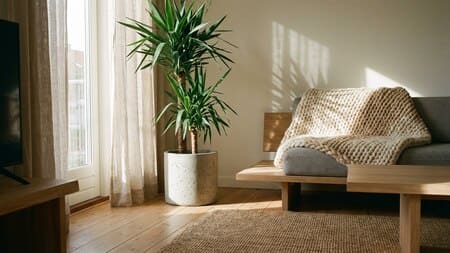 Yucca Palme als große robuste Zimmerpflanze im cozy modernen Wohnzimmer