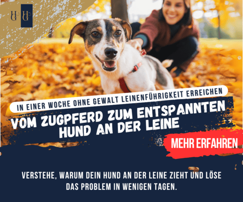 Online-Kurs "Welcher Hund passt zu mir?