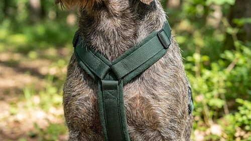 Nahaufnahme eines Hundes mit einem ergonomischen Y-Geschirr, das die Schulterfreiheit gewährleistet.