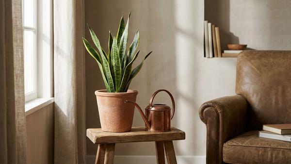Einfache Zimmerpflanze in neutralem Übertopf auf einem Hocker neben einer dekorativen Gießkanne.
